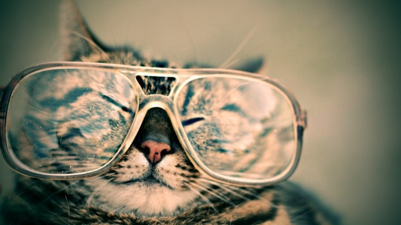 gato gafas